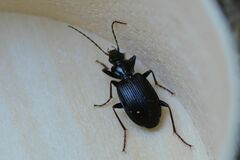 Limodromus assimilis