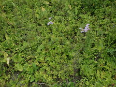 Anemonoides sylvestris