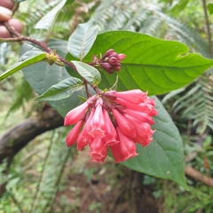 Cestrum elegans