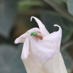 Agapostemon melliventris