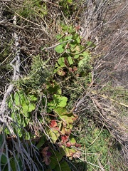 Pelargonium inodorum