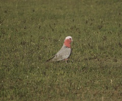 Eolophus roseicapilla albiceps