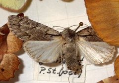 Acronicta psi