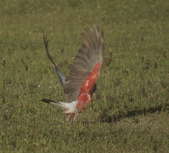 Eolophus roseicapilla albiceps