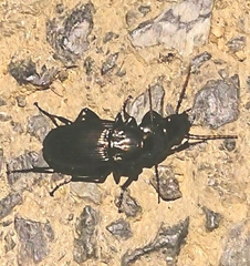 Abax parallelepipedus