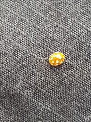 Vibidia duodecimguttata