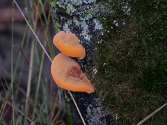 Phyllotopsis nidulans