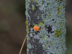 Phyllotopsis nidulans