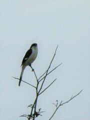 Lanius excubitoroides