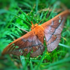 Cricula trifenestrata