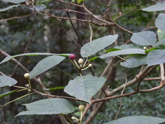 Ficus erecta beecheyana