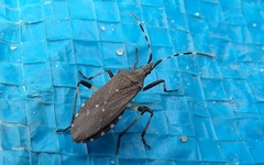 Dicranocephalus agilis