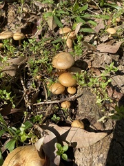 Lentinus arcularius