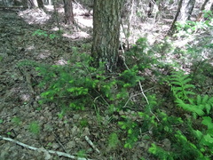 Abies sibirica
