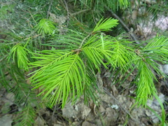 Abies sibirica