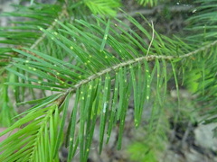 Abies sibirica