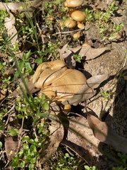 Lentinus arcularius