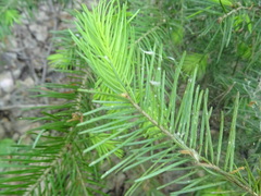 Abies sibirica
