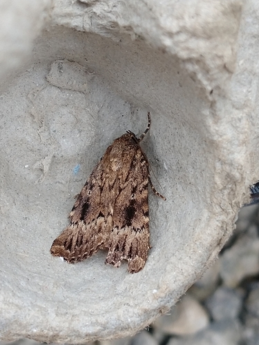 Eurasian Copper Underwing photo 6