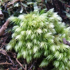 Leucobryum javense