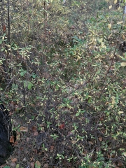 Rhododendron dauricum