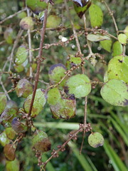 Coprosma rotundifolia