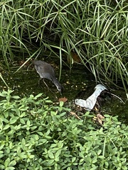 Amaurornis phoenicurus