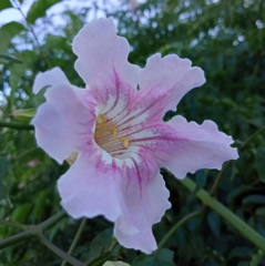 Podranea ricasoliana