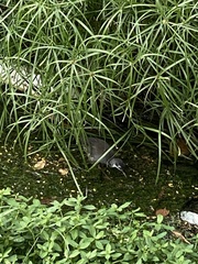 Amaurornis phoenicurus