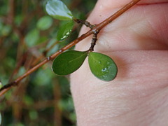 Coprosma rigida