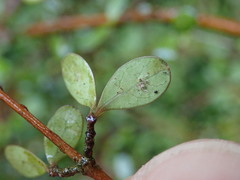 Coprosma rigida