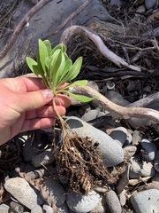 Dimorphotheca fruticosa