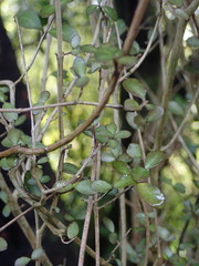 Neomyrtus pedunculata