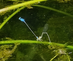 Pseudagrion microcephalum