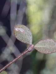 Neomyrtus pedunculata