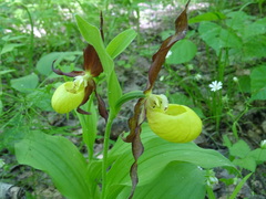 Cypripedium calceolus