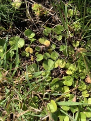 Crassula decumbens