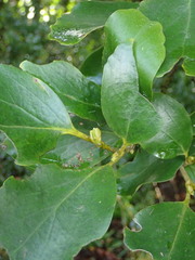 Griselinia littoralis