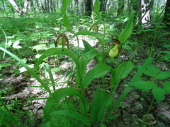 Cypripedium calceolus