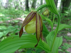 Cypripedium calceolus