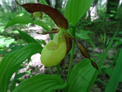 Cypripedium calceolus