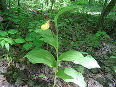 Cypripedium calceolus