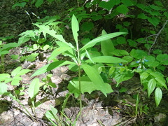 Lilium martagon pilosiusculum