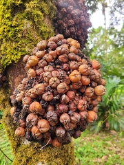 Ficus racemosa