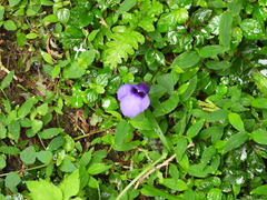 Torenia concolor