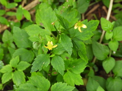 Ranunculus silerifolius