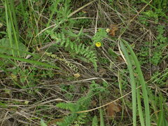 Filipendula vulgaris