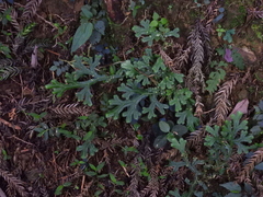 Selaginella doederleinii