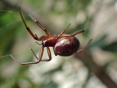 Steatoda nobilis