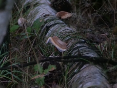 Fomitopsis betulina